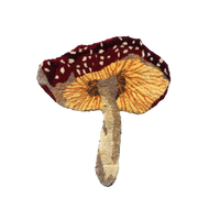 SUNDAY SHROOM