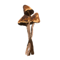 LIBERTY SHROOM